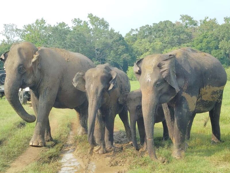 Pidurangala Rock Hike & Hurulu Eco Park Elephant Safari - FAQs