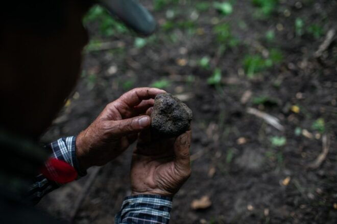 Piedmont: Private Truffle Hunting Tour With Truffle Tasting - Reviews and Ratings