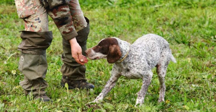 Piedmont: Truffle Hunting and Winery Tour With Tasting - Activity Details