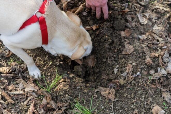 Piedmont: Truffle Hunting and Winery Tour With Tasting - Winery Tour