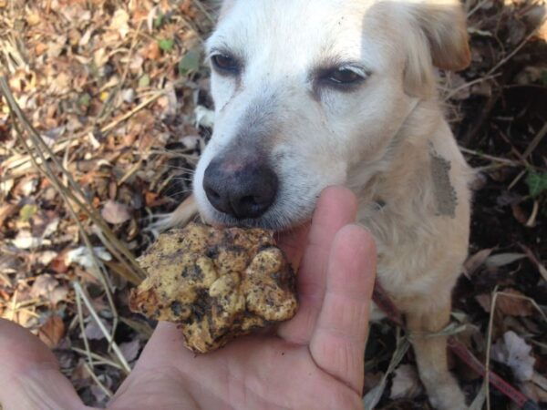 Piedmont: Truffle Hunting and Winery Tour With Tasting - The Sum Up