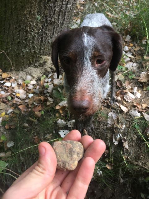 Piedmont: Truffle Hunting - Good To Know