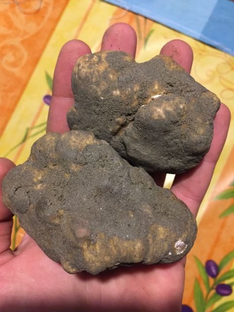 Piedmont: Truffle Hunting - Tour Details