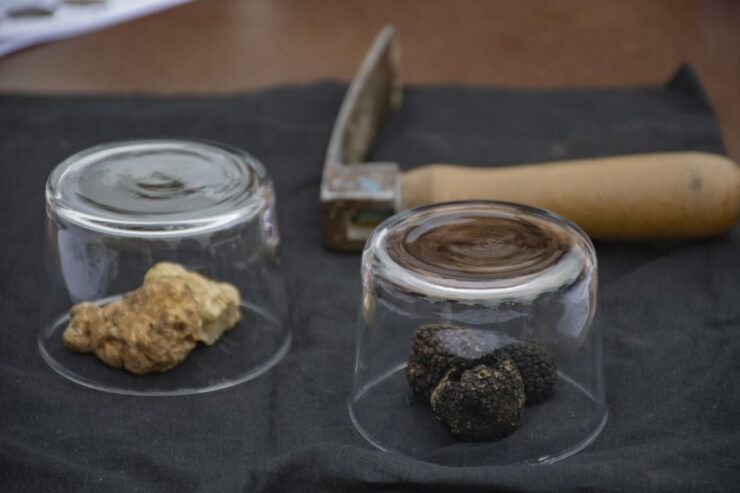 Piedmont: Truffle Hunting - Tour Experience
