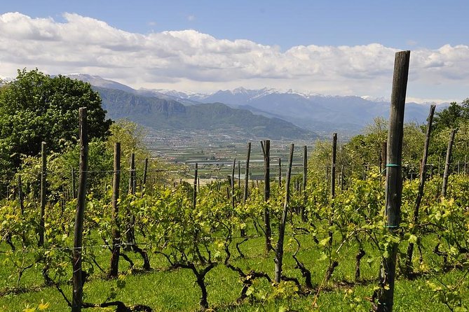 Piemonte Vineyards by Yourself From Turin - Business Car With English Chauffeur - Overview and Benefits
