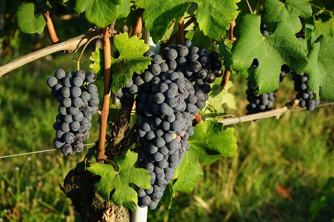 Piemonte Vineyards by Yourself From Turin - Business Car With English Chauffeur - Common Questions