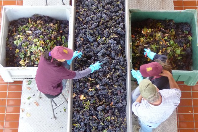 Pienza, Montalcino, Brunello Wine and Pecorino Cheese PRIVATE TOUR From FLORENCE - Customer Reviews
