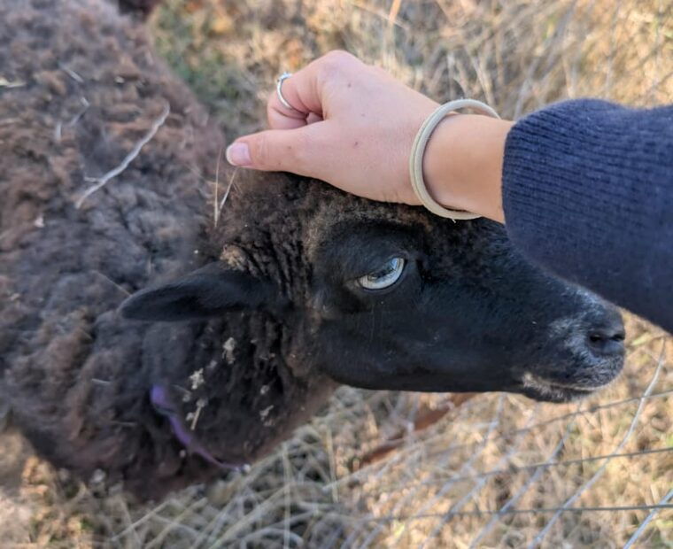 Pienza: Sheep and Chickens Tour W/Gourmet Lunch at Farmhouse - Dining Experience at the Farmhouse