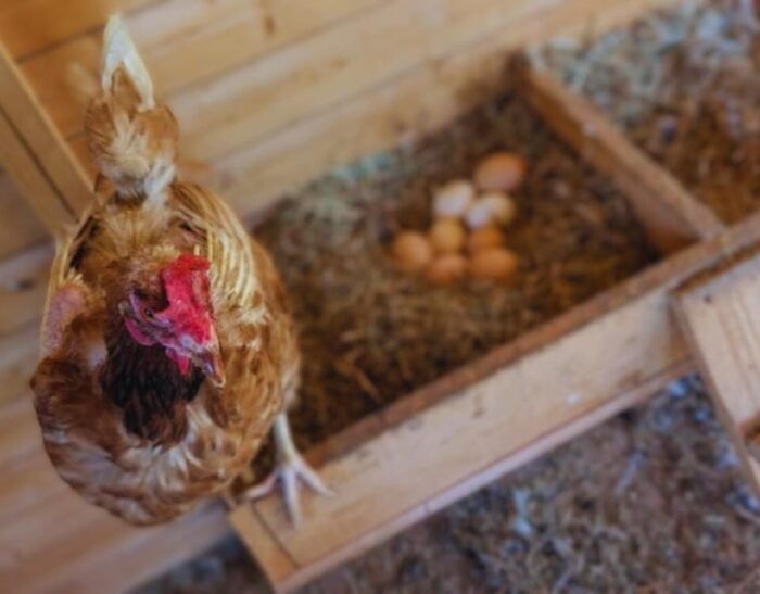 Pienza: Sheep and Chickens Tour W/Gourmet Lunch at Farmhouse - Frequently Asked Questions