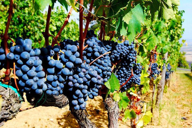 Pienza, Val Dorcia, Montalcino Wine and Pecorino Cheese PRIVATE TOUR From SIENA - Common Questions