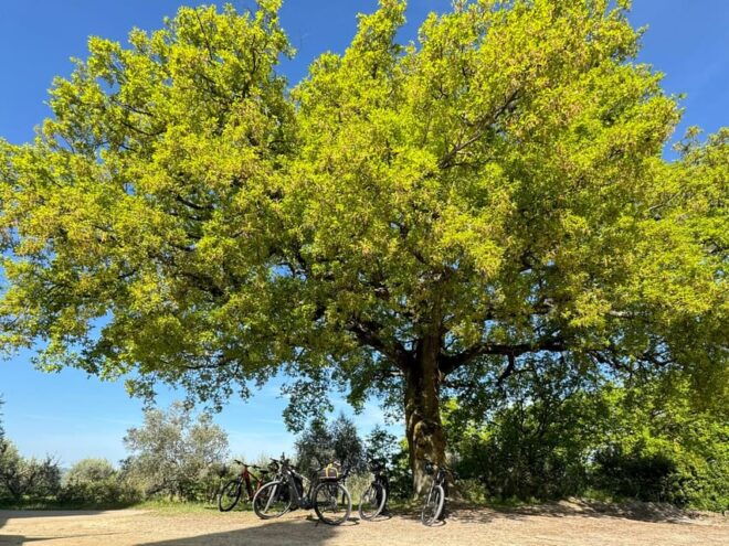 PIENZA:Privat E-bike Experience in the Heart of Orcia Valley - Guided Exploration