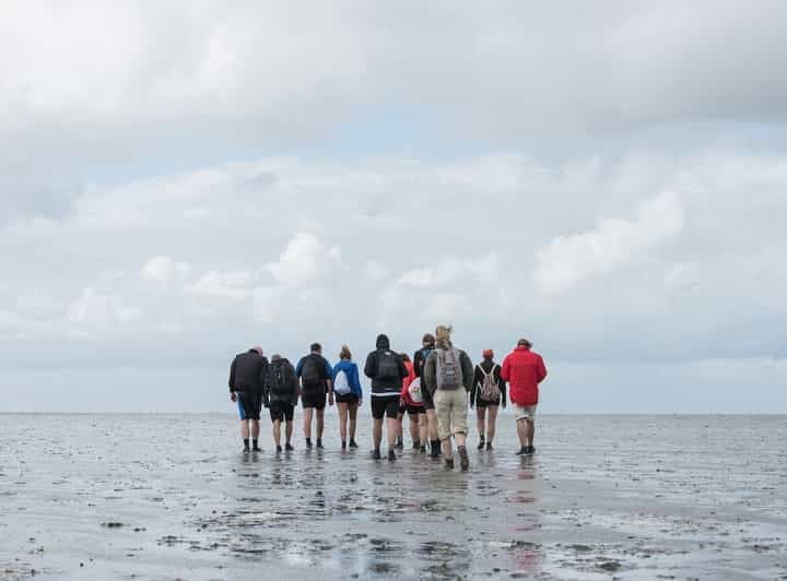 Pieterburen: Wadden Sea Mudflats Guided Walking Tour - What Will You Experience During the Tour?