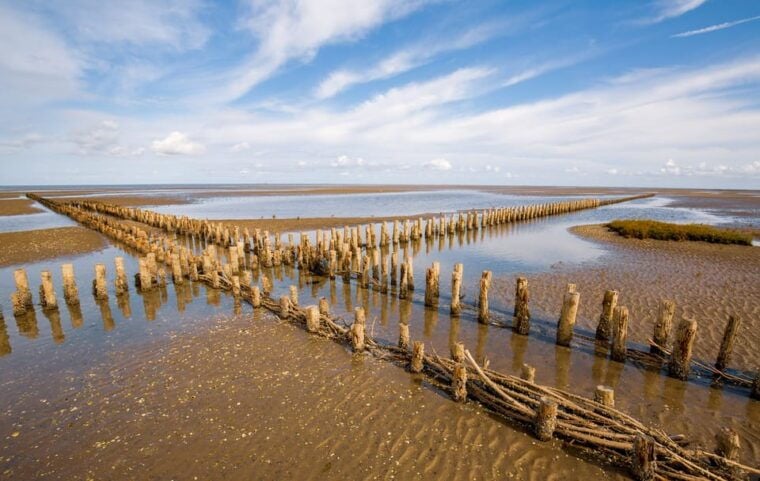 Pieterburen: Wadden Sea Mudflats Guided Walking Tour - Practical Tips and What to Bring