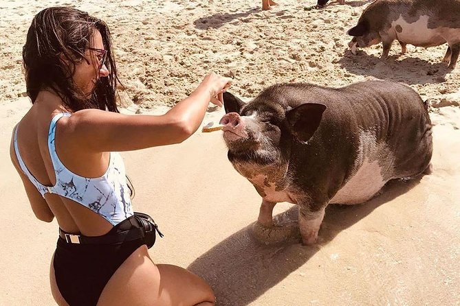 Pig Island Day Trip From Koh Samui by Speedboat - Overview of Pig Island Day Trip
