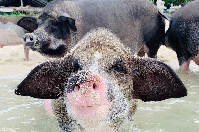 Pig Island Day Trip From Koh Samui by Speedboat - Transportation and Logistics