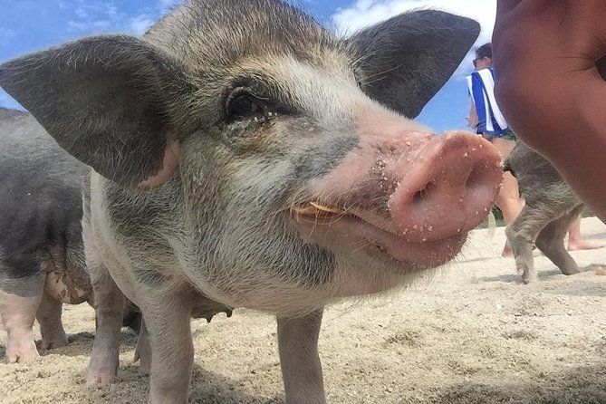 Pig Island Day Trip From Koh Samui by Speedboat - Common Questions