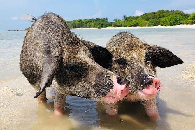 Pig Island Experience By Speed Boat, Snorkeling, Kayaking Relaxing on the Beach - Who Should Consider This Tour?
