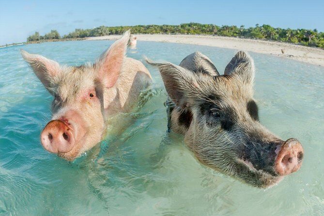 Pig Island Experience By Speed Boat, Snorkeling, Kayaking Relaxing on the Beach - Who Is This Tour Perfect For?