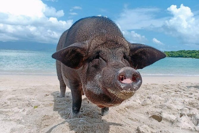 Pig Island & Koh Tan Tour by Speed Boat (Snorkeling & Kayaking) - Exploring the Pig Island & Koh Tan Tour by Speed Boat: A Realistic Look