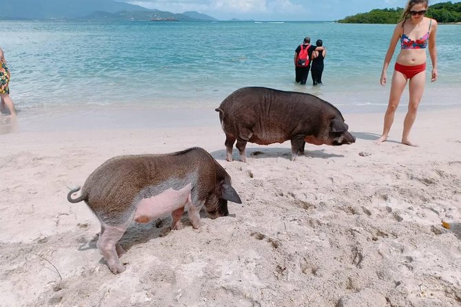 Pig Island & Koh Tan Tour by Speed Boat (Snorkeling & Kayaking) - What To Expect