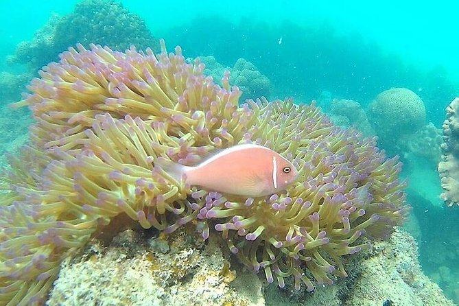 Pig Island & Koh Tan Tour by Speed Boat (Snorkeling & Kayaking) - The Sum Up