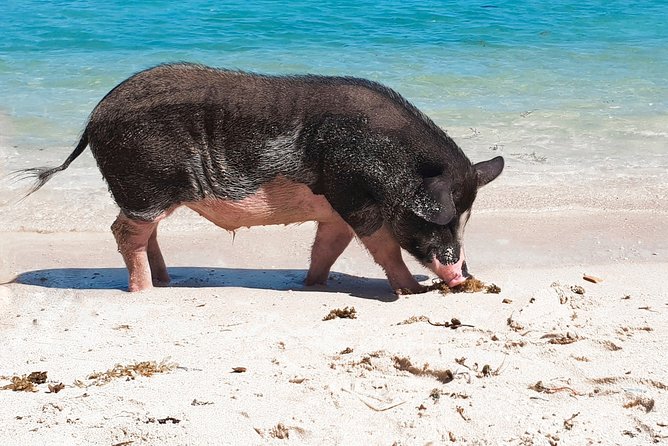 Pig Island Private Longtail Boat Trip From Koh Samui - Pricing and Terms for the Experience