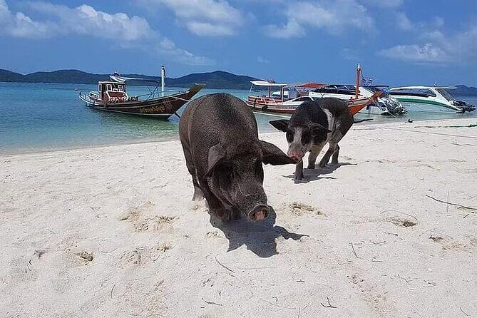 Pig Island ,Snorkeling, Private Long Tail Boat (Local Thai Experience) - The Sum Up