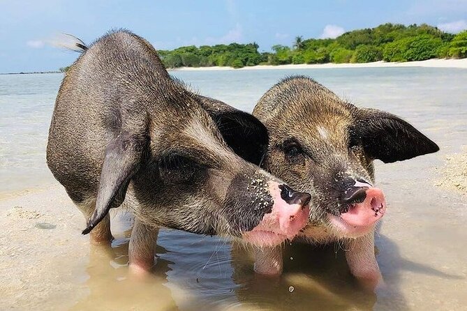 Pig Island ,Snorkeling, Private Long Tail Boat (Local Thai Experience) - Cancellation Policy