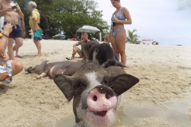 Pig Island Snorkeling & Sightseeing Tour By Speedboat From Koh Samui - Included Activities and Amenities