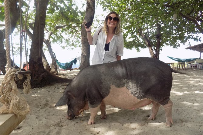 Pig Island Snorkeling & Sightseeing Tour By Speedboat From Koh Samui - Feedback From Traveler Reviews