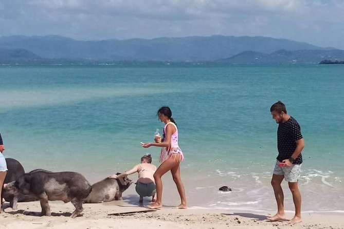 Pig Island Snorkeling & Sightseeing Tour By Speedboat From Koh Samui - Traveler Photos of Pig Island