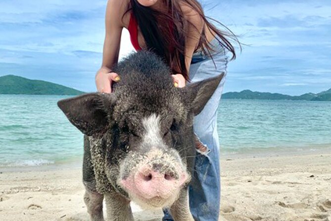 Pig Island Tour by Speedboat With Snorkeling - Tour Highlights