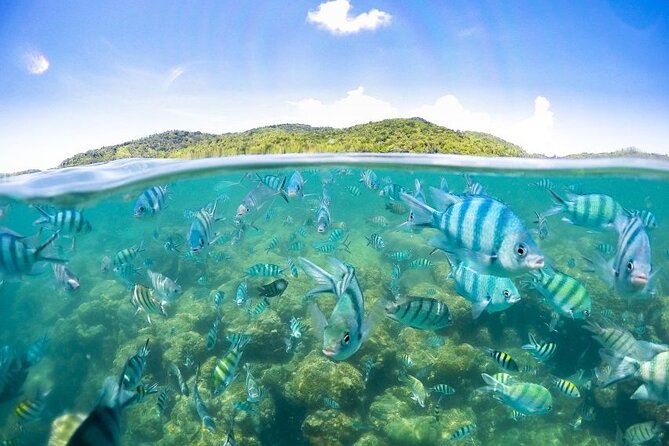 Pig Island Tour by Speedboat With Snorkeling - The Sum Up