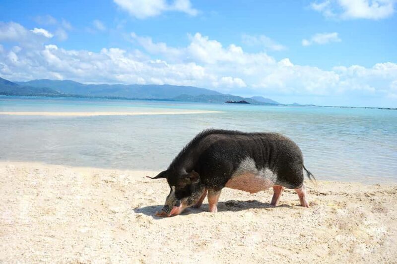 Pig Island(Koh Mudsum) and Koh Tan Half Day Snorkeling Tour - Lunch or Dinner  