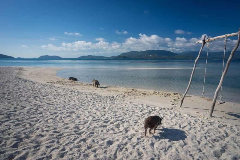 Pig Island(Koh Mudsum) and Koh Tan Half Day Snorkeling Tour - What to Expect from the Tour