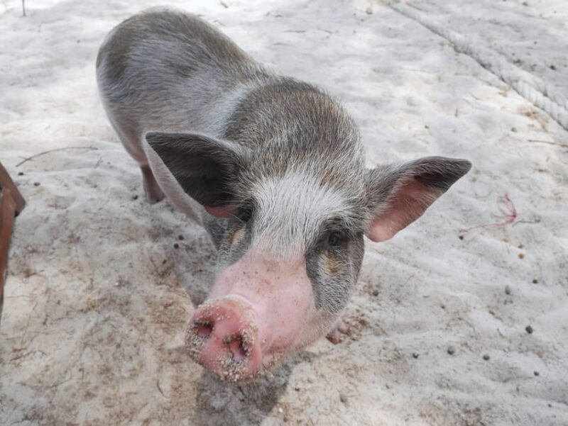 Pig Island(Koh Mudsum) and Koh Tan Half Day Snorkeling Tour - Who Should Consider This Tour?