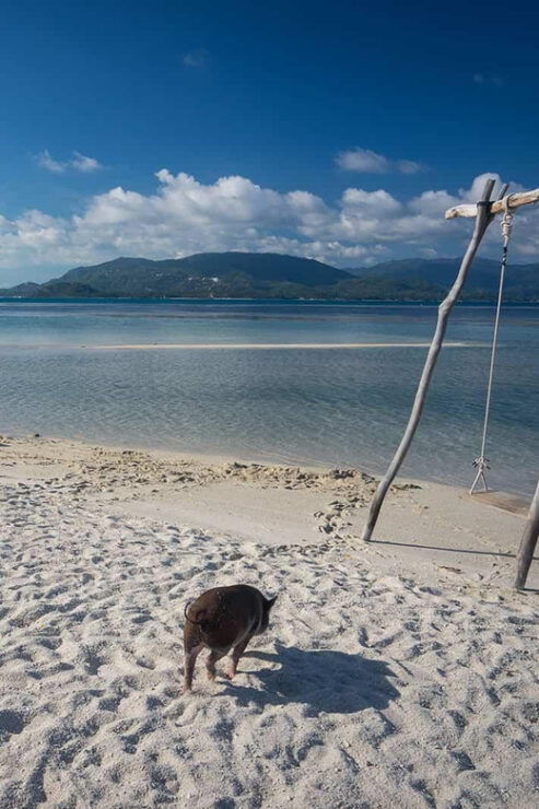 Pig Island(Koh Mudsum) and Koh Tan Half Day Snorkeling Tour - Itinerary Details