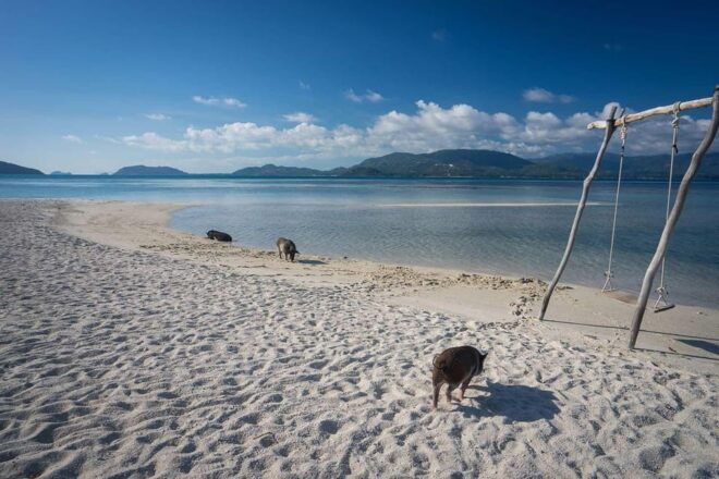 Pig Island(Koh Mudsum) and Koh Tan Half Day Snorkeling Tour - Inclusions and Exclusions
