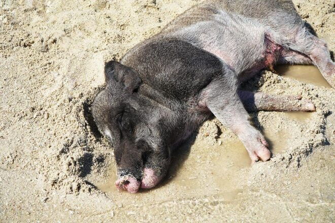 Pig Island(Koh Mudsum) and Koh Tan Half Day Snorkeling Tour - Restrictions and Requirements
