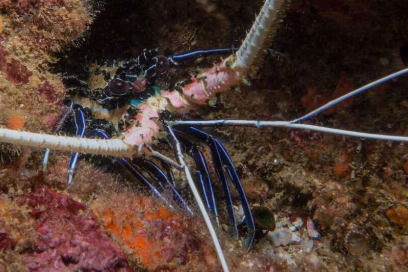 Pigeon Island Snorkeling Tour from Uppuveli Beach - FAQ