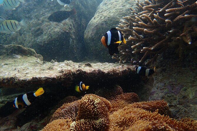 Pigeon Island Snorkeling Tour From Uppuveli Beach - Practical Tips