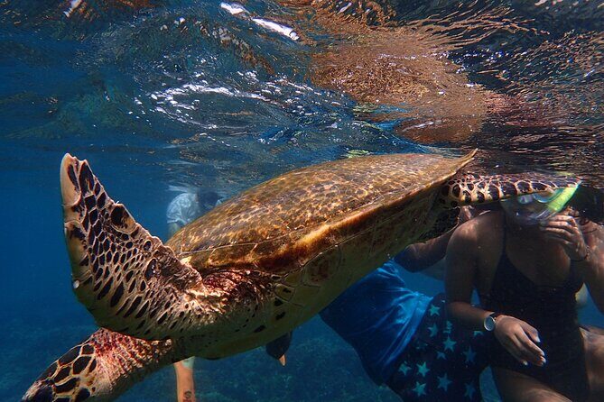 Pigeon Island Snorkeling Tour From Uppuveli Beach - The Sum Up
