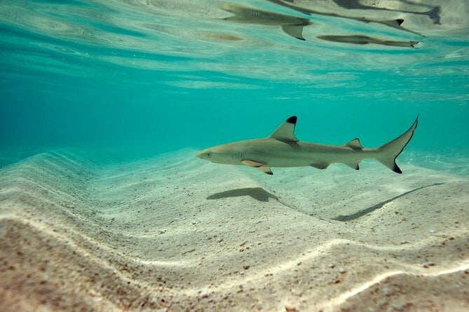 Pigeon Island Snorkeling Tour in Trincomalee - Meeting and Pickup Details