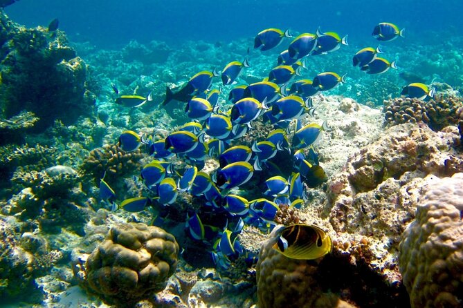 Pigeon Island Snorkeling Tour in Trincomalee - Additional Information