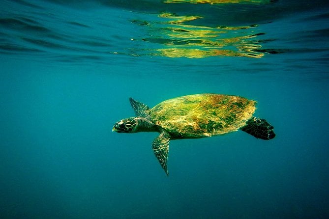 Pigeon Island Snorkeling Tour in Trincomalee - Reviews and Ratings
