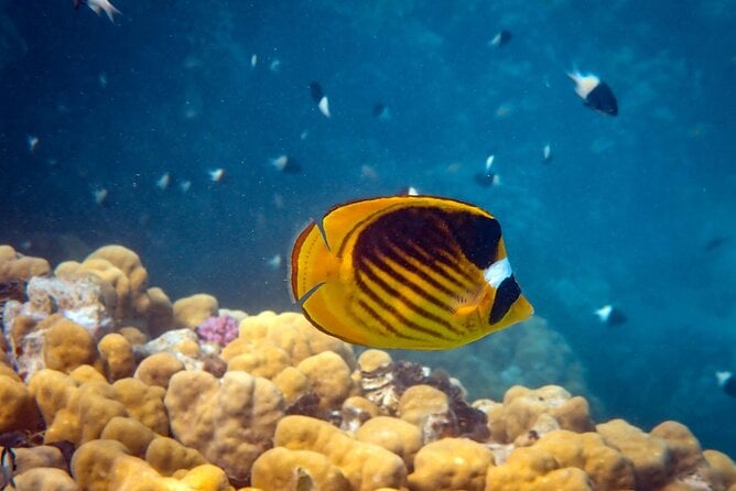 Pigeon Island Snorkeling Tour in Trincomalee - Directions for Booking
