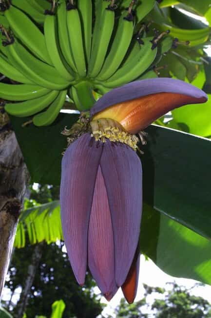 Pigeon Point and Castries Paradise Tour on Saint Lucia - Final Thoughts