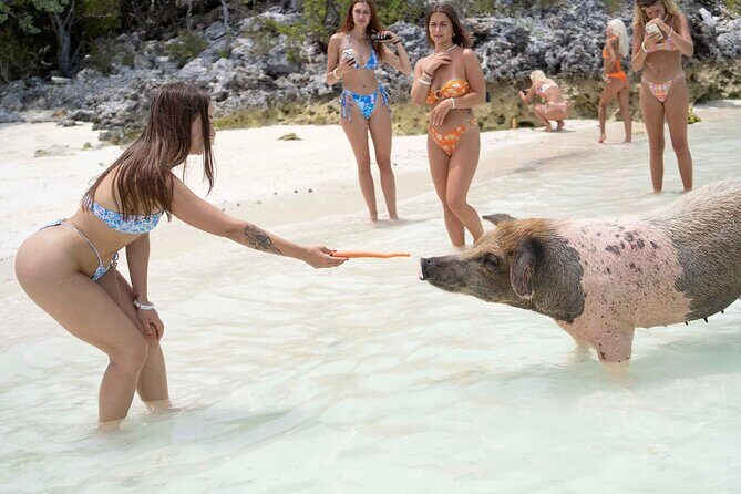 Piggy Splash Dash Of Rose Island Group Tour - Good To Know