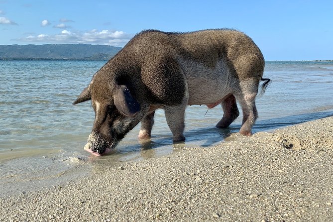 Pigs Island Exclusive Semi VIP - Soda/Pop