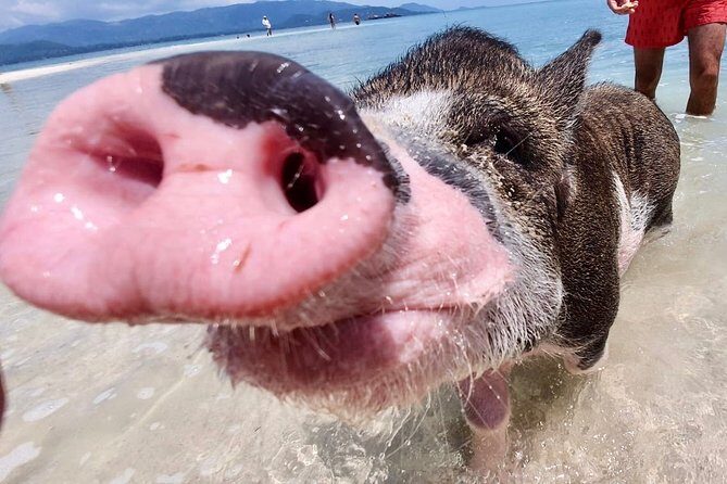 Pigs Island exclusive Semi VIP - The Sum Up